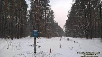 Фото Киева. В зимнем лесу возле ТЭЦ-6, январь 2016.