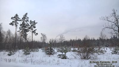 Фото Киева. В зимнем лесу возле ТЭЦ-6, январь 2016.