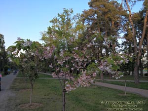 Фото Киева. В парке «Киото» (Деснянский район). Цветет сакура (японская вишня, Prunus serrulata).