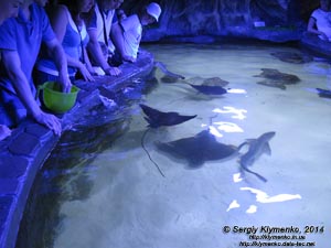 Фото Киева. Океанариум «Морская сказка». Открытый бассейн с морскими скатами.