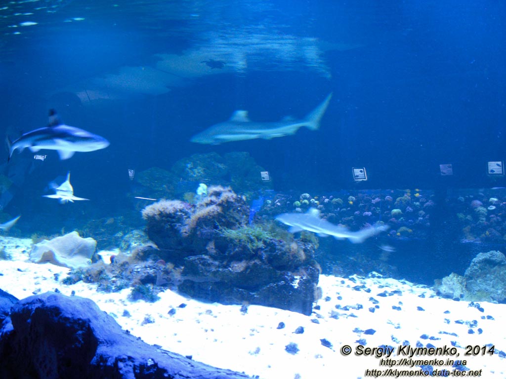 Фото Киева. Океанариум «Морская сказка». «Акулий дом» - самый большой (17-тонный) аквариум с Чернопёрыми рифовыми акулами (Carcharhinus melanopterus).