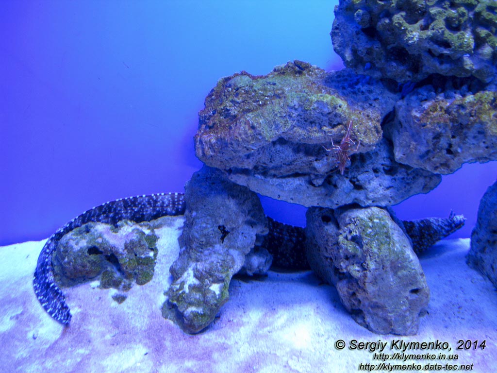 Фото Киева. Океанариум «Морская сказка». Гавайская мурена-дракон (Enchelycore pardalis).