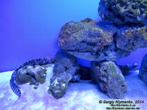 Фото Киева. Океанариум «Морская сказка». Гавайская мурена-дракон (Enchelycore pardalis).