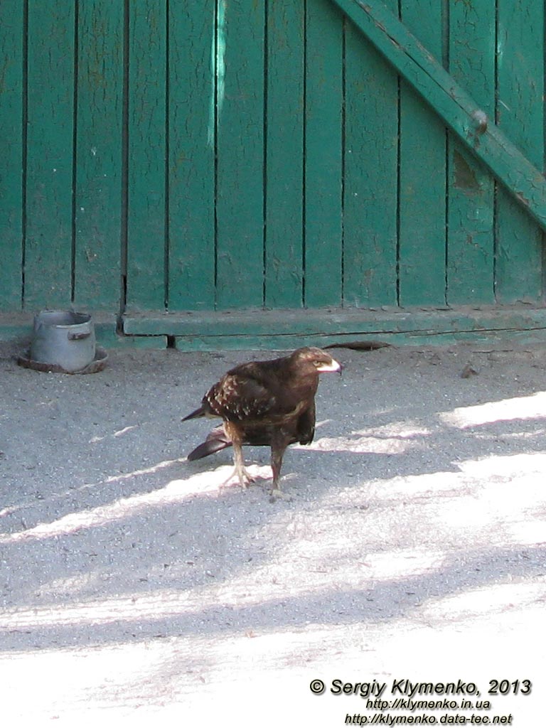 Херсонская область. Аскания-Нова. Фото. В зоопарке. Малый подорлик (Aquila pomarina).