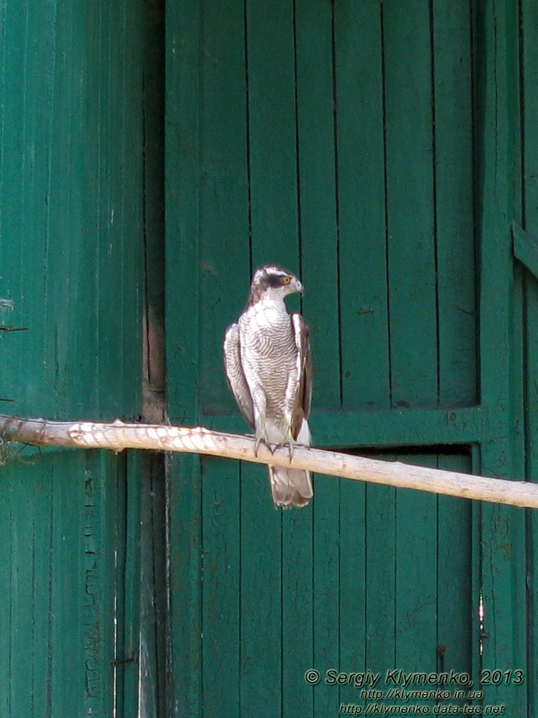 Херсонская область. Аскания-Нова. Фото. В зоопарке. Сокол - Сапсан (Falco peregrinus).