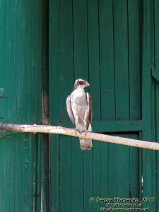 Херсонская область. Аскания-Нова. Фото. В зоопарке. Сокол - Сапсан (Falco peregrinus).