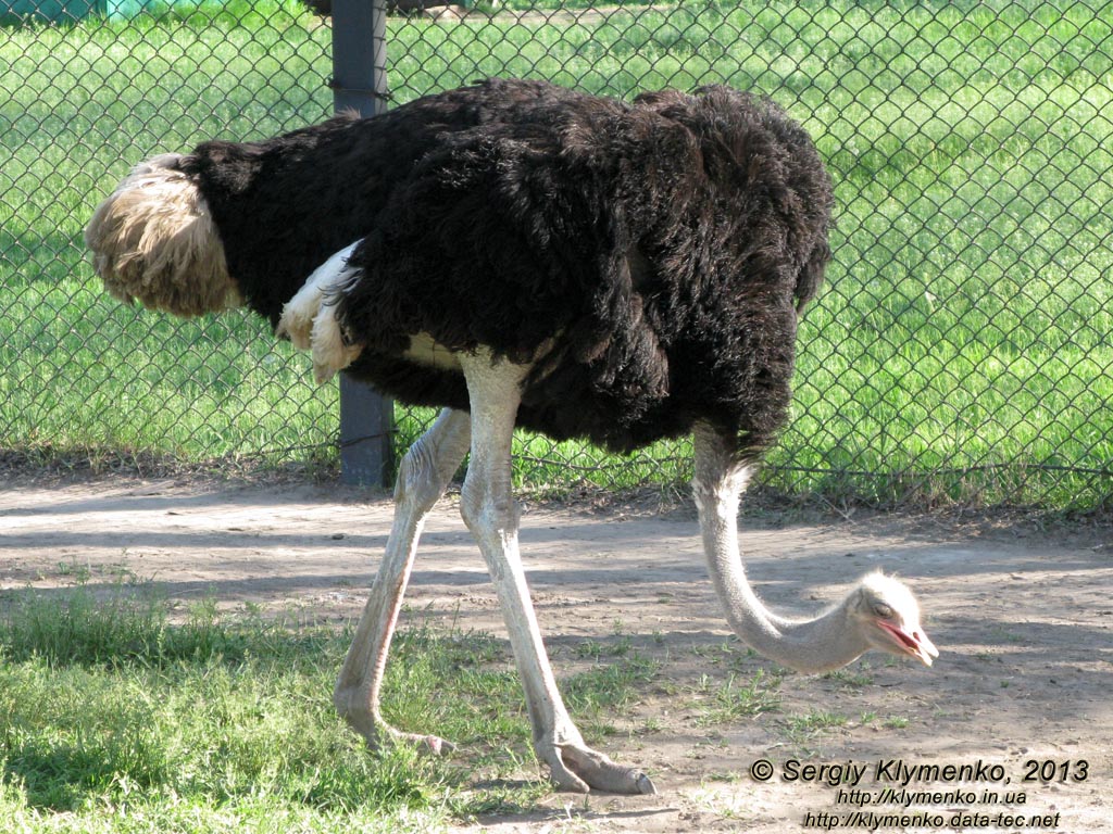 Херсонская область. Аскания-Нова. Фото. В зоопарке. Африканский страус (Struthio camelus).