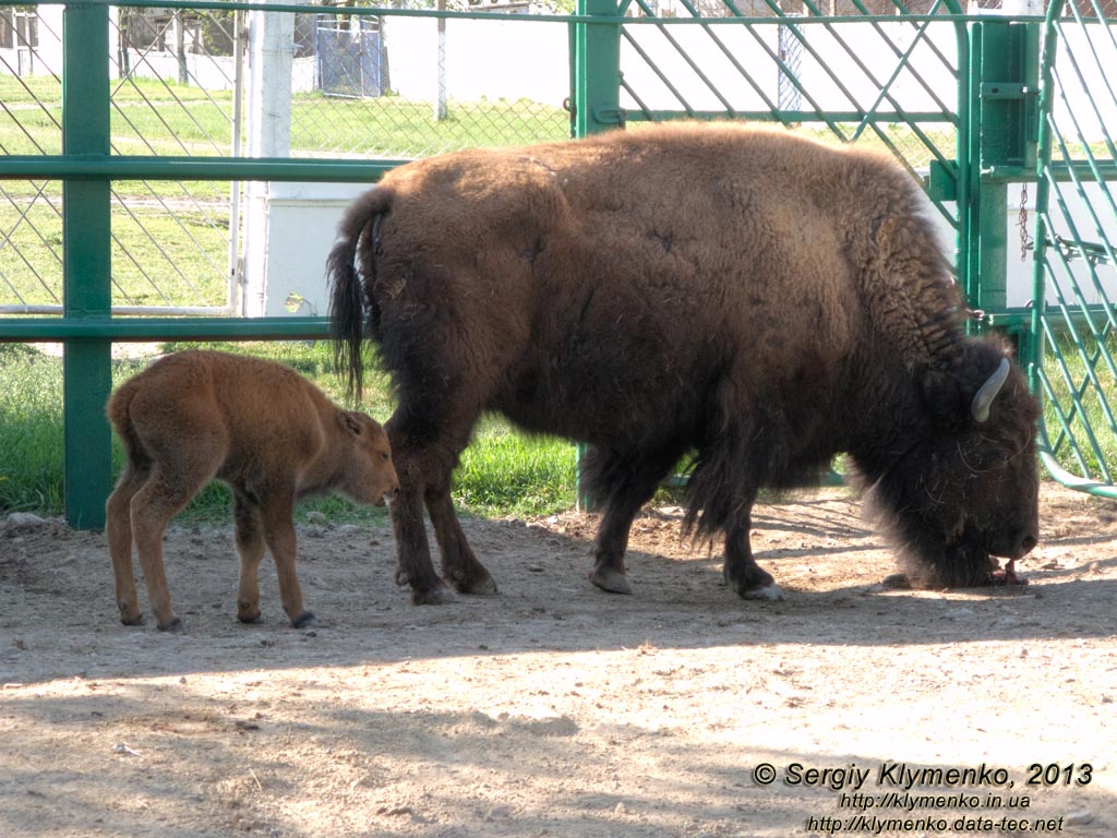 Херсонская область. Аскания-Нова. Фото. В зоопарке. Американский бизон (Bison bison).