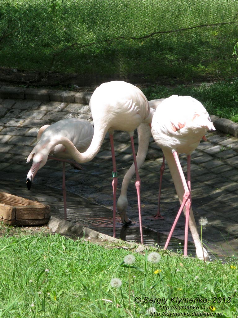 Херсонская область. Аскания-Нова. Фото. В зоопарке. Обыкновенный, или розовый фламинго (Phoenicopterus roseus).