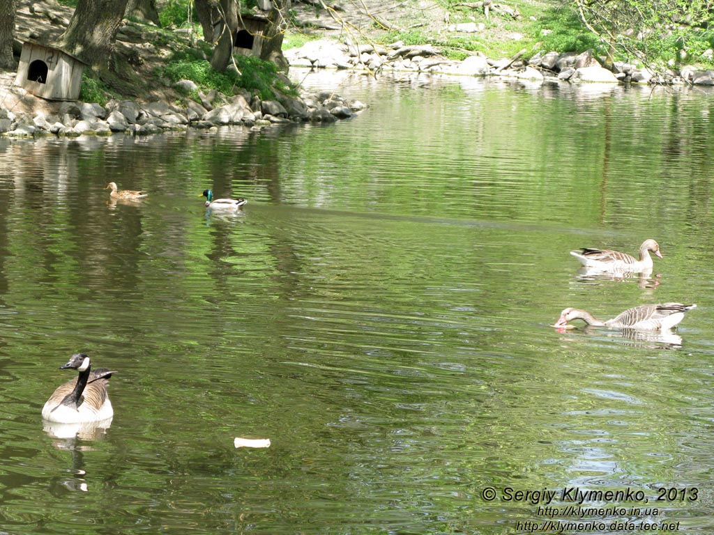 Херсонская область. Аскания-Нова. Фото. В зоопарке. По прудам и каналам плавают разнообразные гуси и утки.