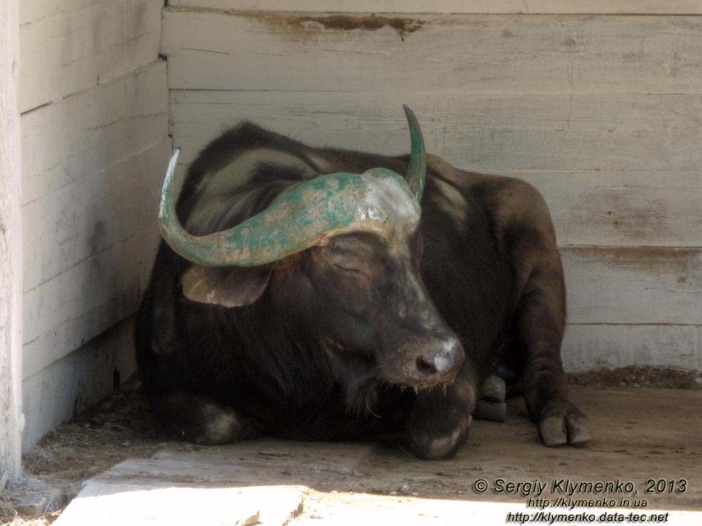 Херсонская область. Аскания-Нова. Фото. В зоопарке. Африканский буйвол (Syncerus caffer).