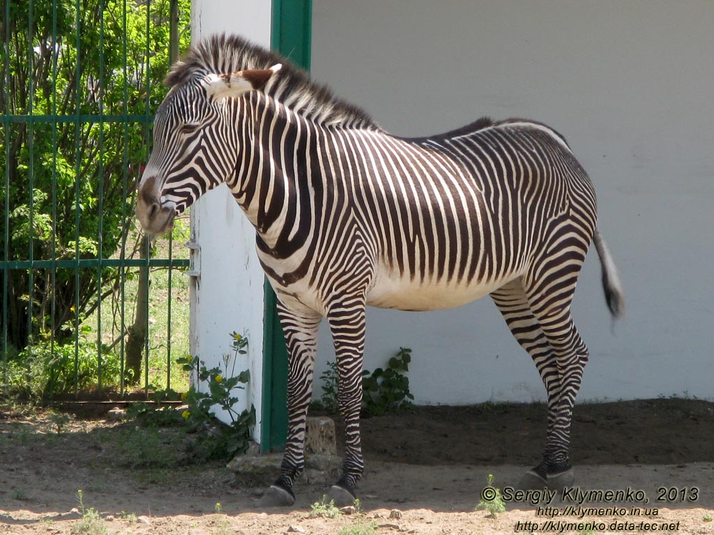 Херсонская область. Аскания-Нова. Фото. В зоопарке. Зебра Греви, или пустынная зебра (Equus grevyi).