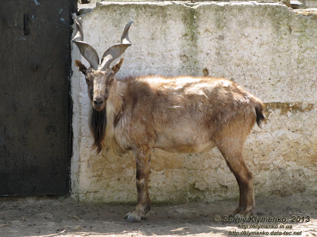 Херсонская область. Аскания-Нова. Фото. В зоопарке. Винторогий козёл, или мархур (Capra falconeri).