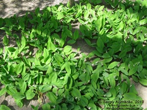 Херсонская область. Аскания-Нова. Фото. В дендропарке. Ландыш майский (Convallaria majalis).