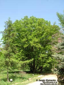 Херсонская область. Аскания-Нова. Фото. В дендропарке. Граб обыкновенный (Carpinus betulus).