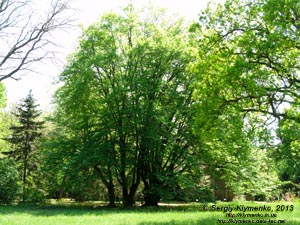 Херсонская область. Аскания-Нова. Фото. В дендропарке. Граб обыкновенный (Carpinus betulus).