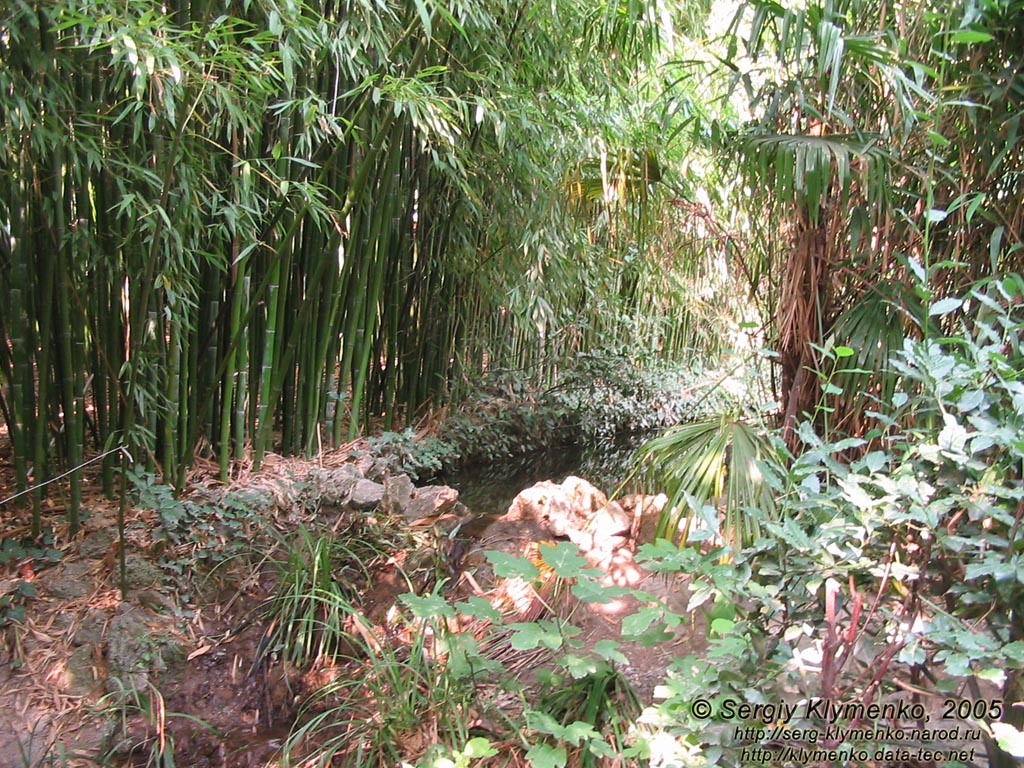 Крым. Никитский ботанический сад, бамбуковая роща чуть выше Нижней колоннады.