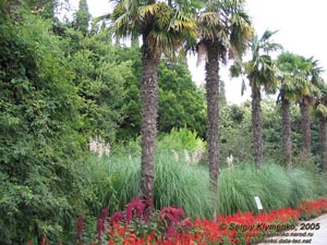 Крым. Никитский ботанический сад, под пальмами - пампасская трава.
