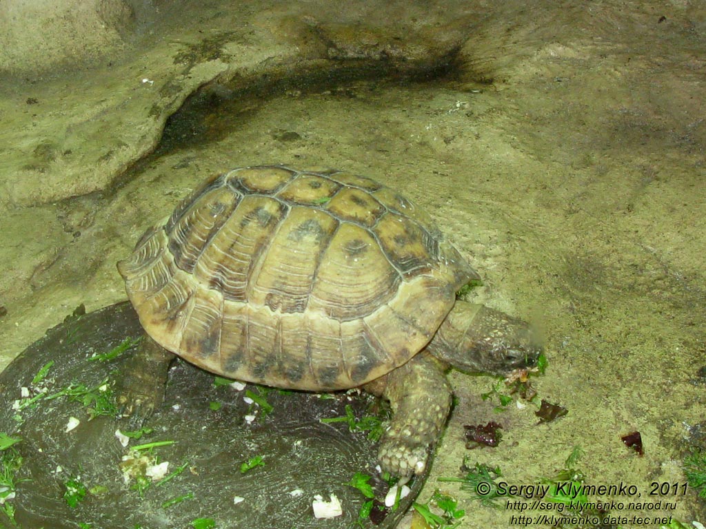 Севастополь. Фото. Аквариум-музей. Черепаха среднеазиатская - Testudo horsfieldii.