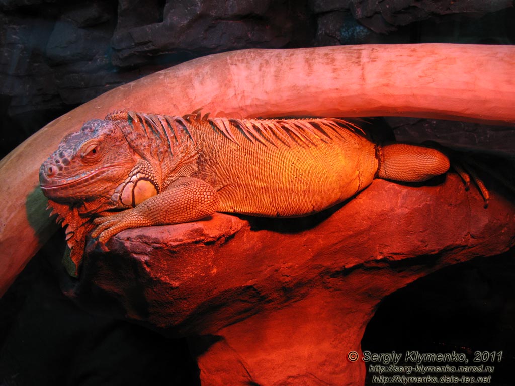 Севастополь. Фото. Аквариум-музей. Игуана обыкновенная - Iguana iguana.