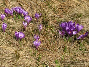 Фото Карпат, полонина «Веснарка». Крокусы.