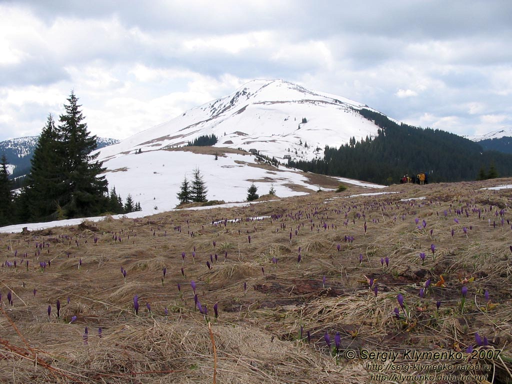 Фото Карпат, вид на вершину горы Чивчин.