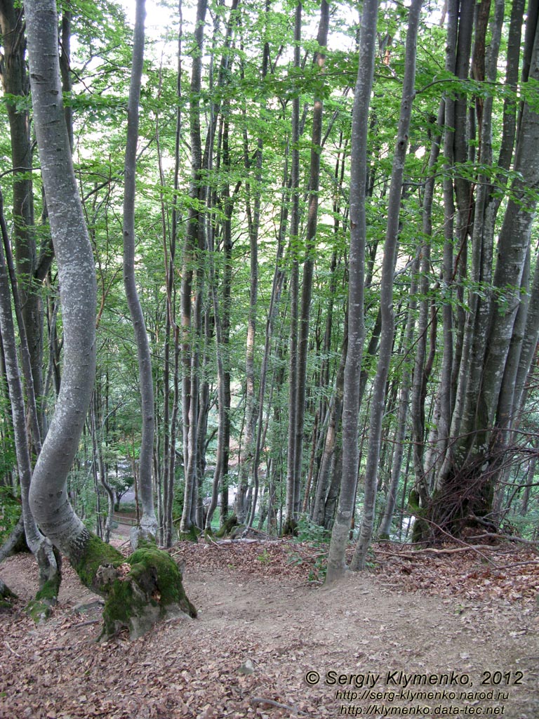 Карпаты. Закарпатская область. Фото. Буковий лес на горе над водопадом Шипот.