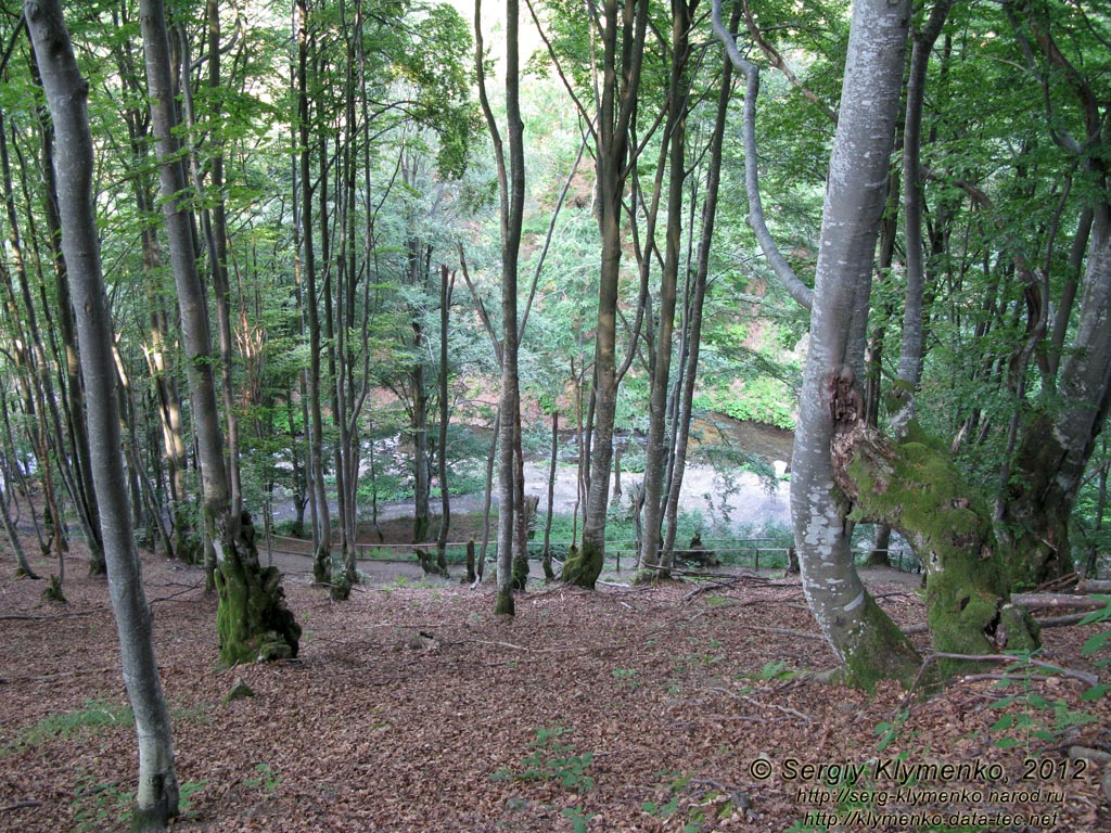 Карпаты. Закарпатская область. Фото. Буковий лес на горе над водопадом Шипот.