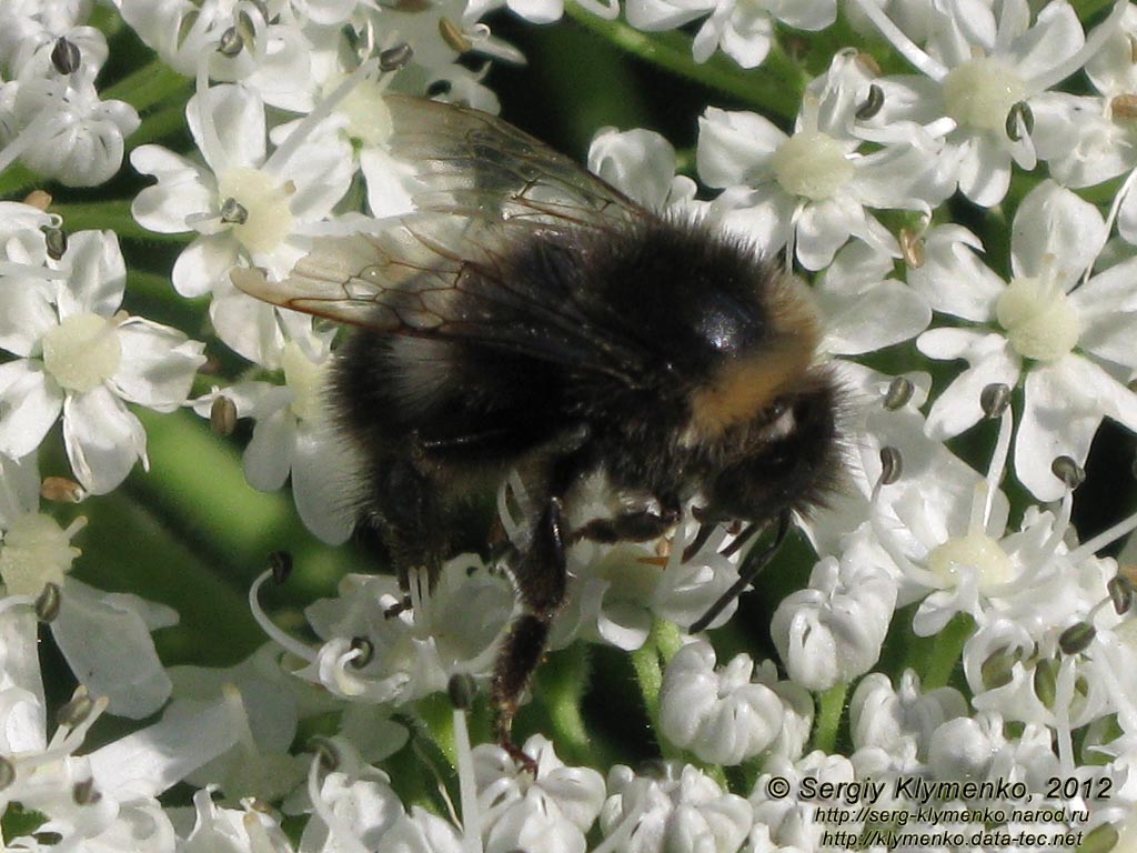 Закарпатская область, вблизи села Противень. Фото. Шмель, земляная пчела (Bombus) на цветке.