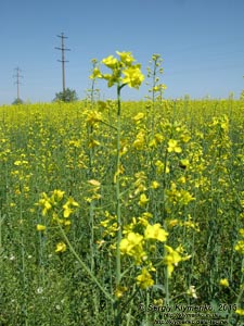 Николаевская область. Фото. На полях цветет рапс (лат. Brassica napus).