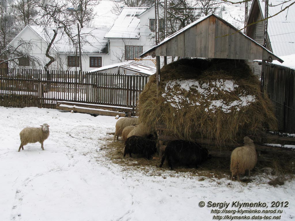 Закарпатье, село Лазещина. Фото. Овцы в одном из дворов.