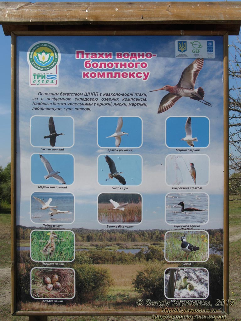 Волынь, Шацкие озёра. Фото. Щит с информацией о птицах водно-болотного комплекса.