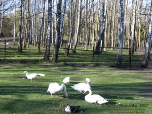 Тернополь. Фото. Парк "Топильче". Лебеди, гуси и утки.