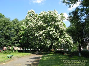 Закарпатская область. Виноградов. Фото. Цветет сакура (японская вишня, Prunus serrulata).