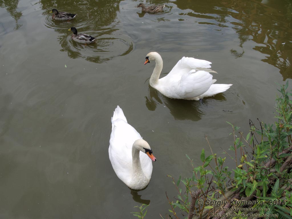 Фото Карпат, Ивано-Франковская область. Яремче. Лебеди (Cygnus olor) на пруду возле вольерного хозяйства.