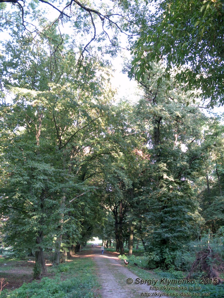 Львовщина. Село Тартаков. Фото. Дворцово-парковый комплекс. Аллея в парке.
