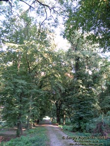 Львовщина. Село Тартаков. Фото. Дворцово-парковый комплекс. Аллея в парке.