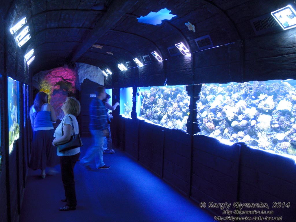 Фото Киева. Океанариум «Морская сказка». Первая галерея - перевёрнутый вверх дном затонувший деревянный корабль с экспозицией кораллового комплекса в «иллюминаторах».