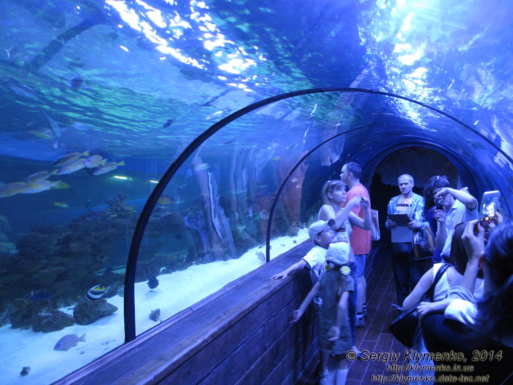 Фото Киева. Океанариум «Морская сказка». «Подводный мир» - туннель, расположенный на глубине 2-х метров под водой. Вид изнутри.