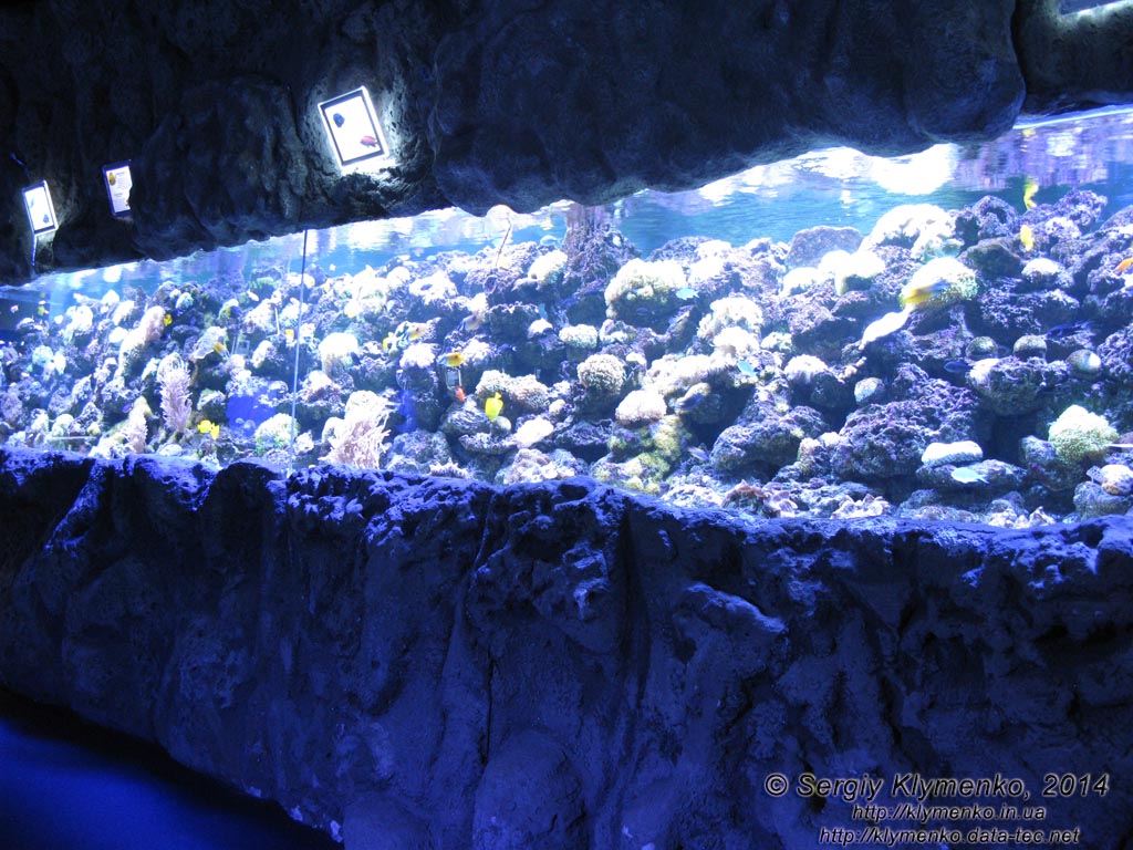 Фото Киева. Океанариум «Морская сказка». «Немо-зона». Биотопы - аквариумы с различными рыбами и другими гидробионтами.