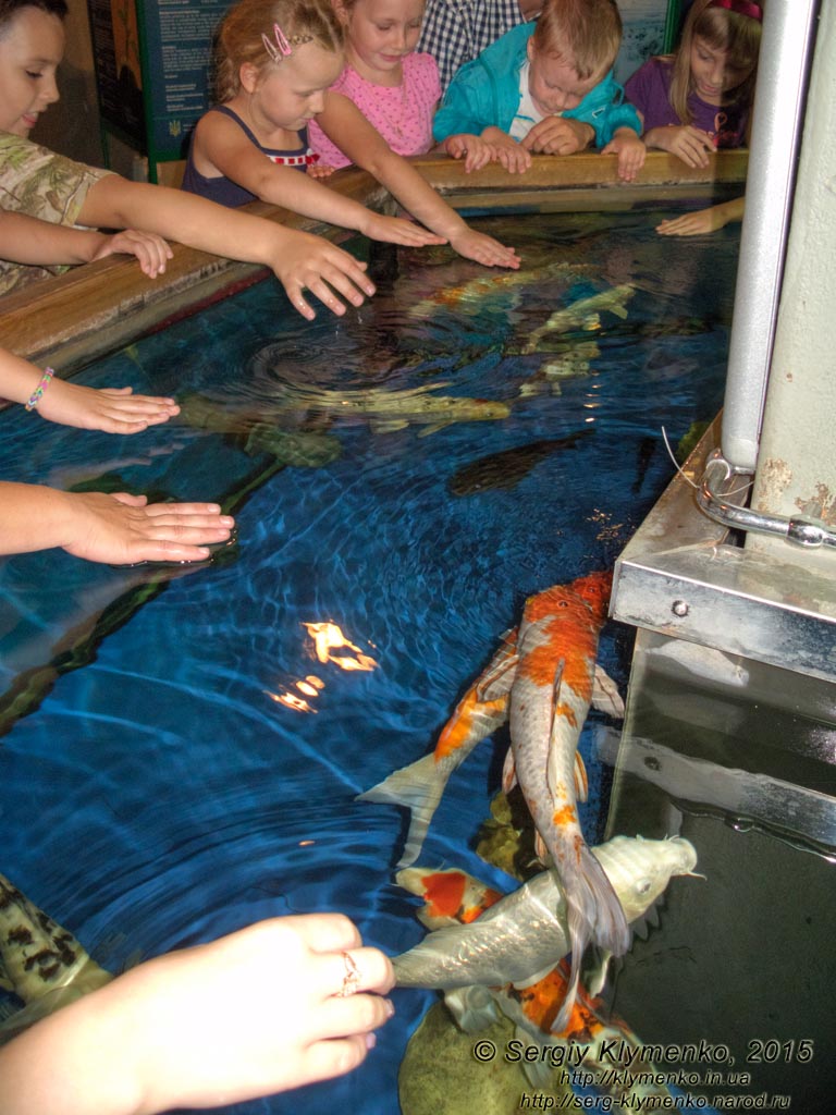Фото Киева. Водно-информационный центр в Киеве. Большой открытый аквариум, где дети могут поиграть с рыбками.