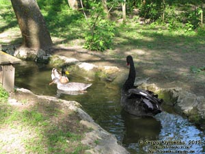 Херсонская область. Аскания-Нова. Фото. В зоопарке. Утки и чёрный лебедь.