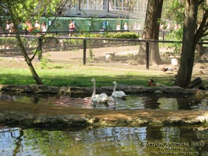 Херсонская область. Аскания-Нова. Фото. В зоопарке. Белые лебеди.
