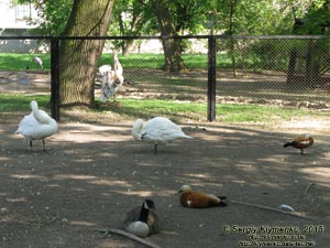 Херсонская область. Аскания-Нова. Фото. В зоопарке. Утки, лебеди и пеликан.