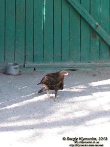 Херсонская область. Аскания-Нова. Фото. В зоопарке. Малый подорлик (Aquila pomarina).