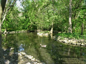 Херсонская область. Аскания-Нова. Фото. В зоопарке. По прудам и каналам плавают разнообразные гуси и утки.