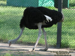 Херсонская область. Аскания-Нова. Фото. В зоопарке. Африканский страус (Struthio camelus).