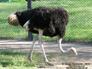 Херсонская область. Аскания-Нова. Фото. В зоопарке. Африканский страус (Struthio camelus).