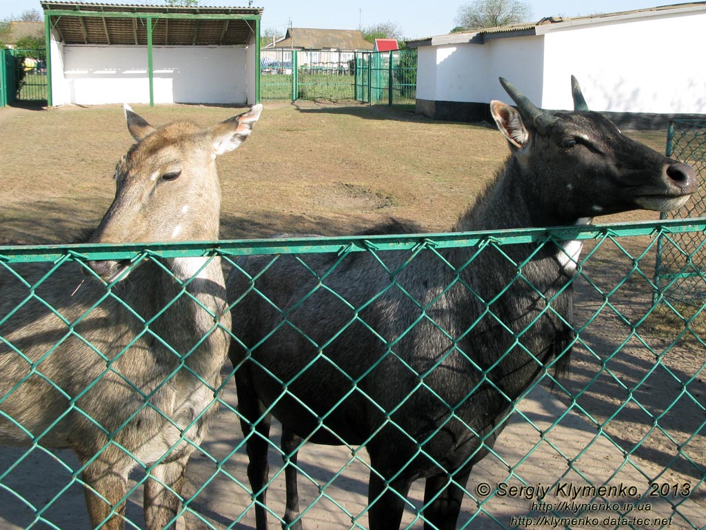 Херсонская область. Аскания-Нова. Фото. В зоопарке. Нильгау (Boselaphus tragocamelus).