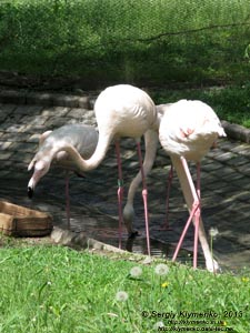 Херсонская область. Аскания-Нова. Фото. В зоопарке. Обыкновенный, или розовый фламинго (Phoenicopterus roseus).